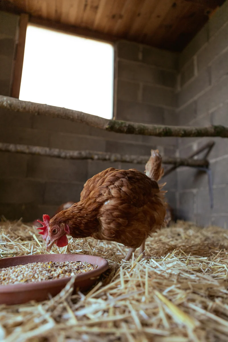 Poule rousse sur la paille dans le poulailler