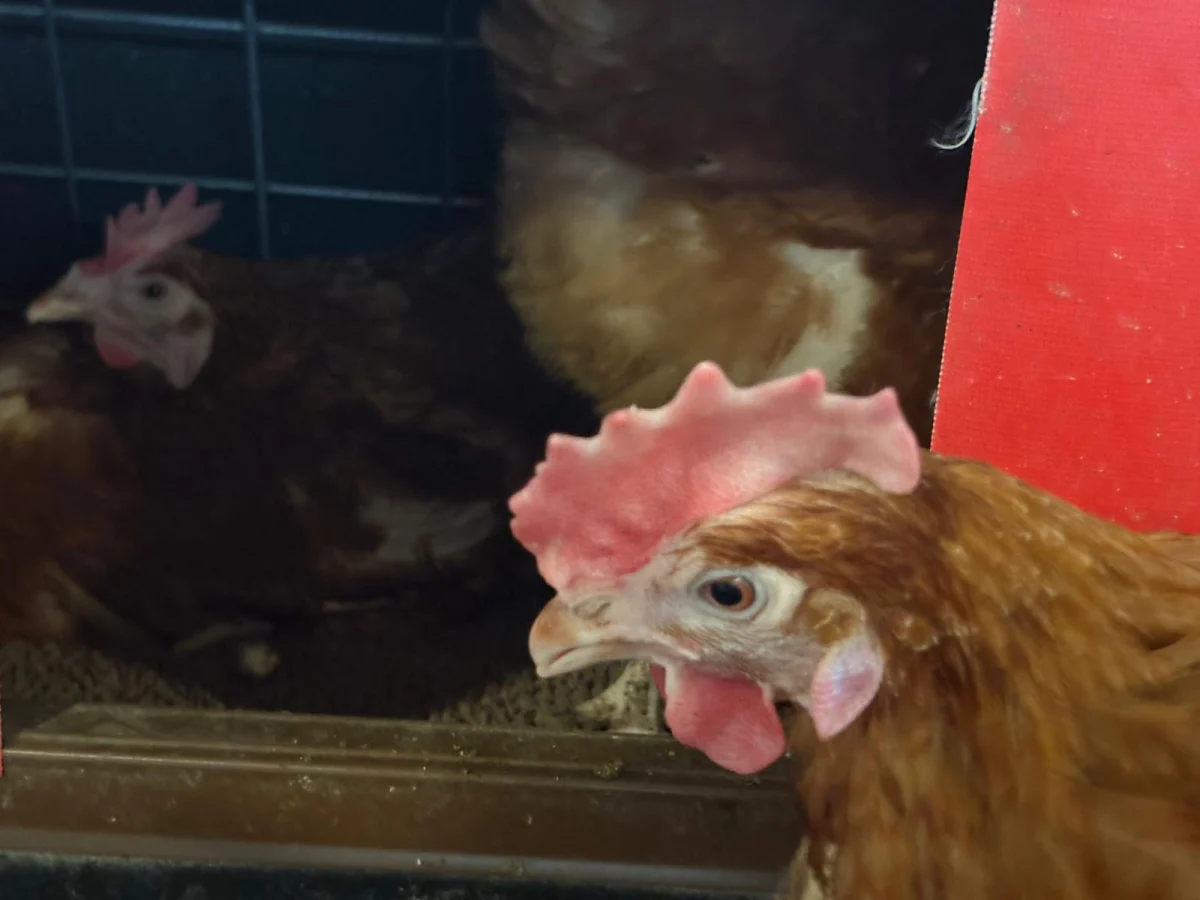Poule rousse à l'entrée d'un nid à rabat rouge, à la Ferme des Joboises